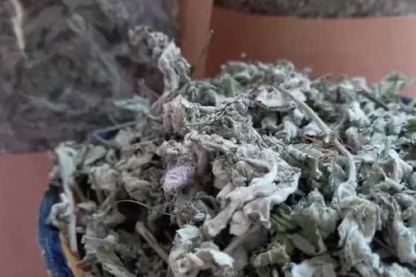 تصویر 4 از قیمت و خرید پونه خشک کوهی + فروش ارزان